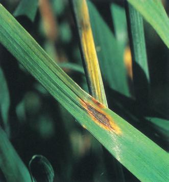 Vi har liten oversikt over de ulike Verter Rug, rughvete, hvete, bygg og flere grasarter. Symptom Et mørkt hornformet legeme i akset, i stedet for et av kornene.
