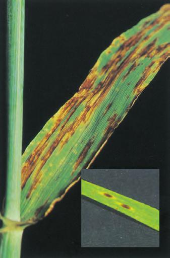 Sekundære angrep lenger opp på planten viser seg som en mørk flekk med en gul randsone. Flekkene flyter etter hvert sammen og det dannes sammenhengende nekroser.