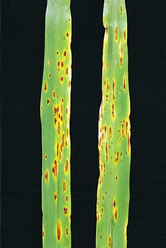 Bladplet/Ascochyta Arcochyta ASC Ascochyta Ascochyta spp. MP Verter Bygg, havre, hvete og flere grasarter. Symptom Små brune flekker, i hovedsak på bladene, men også på strå og bladslirer.