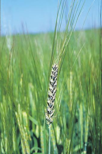 Soppsjukdommer i korn Hvedestinkbrand Wheat bunt TILLCA Stinksot Stinksot Tilletia caries SY Verter Hvete, rug og noen grasarter.