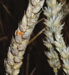 USTIAV JS Aksfusarium BCA Fusarium Fusarium Verter Alle kornarter, gras og mais Symptom Deler av aks eller enkelte småaks tvangsmodnes.