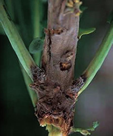 Gråskimmel Gråskimmel Gråmögel Grey mold Botrytis cinerea Klumprot BCS BCS Svekkede planter angripes lettest. Særlig i høstoljevekster kan frostsvekkede planter være utsatt.