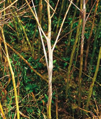 Over bakken ses angrepet som planter som vokser dårlig og som lett viser tørkesymptom. På røttene ses svulster som er hvite i begynnelsen, men råtner etter hvert og soppens hvilesporer spres ut.