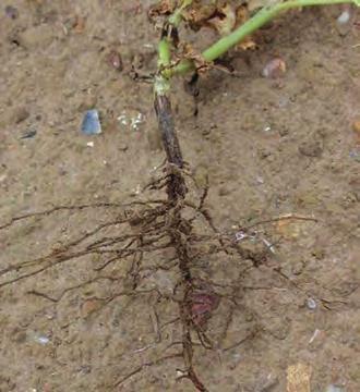 Rothalsen synker inn og etter hvert utvikles en brun råte som kan ses opp til -3 cm over bakken. Soppen forstyrrer transporten i planta, den gulner.