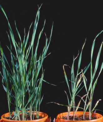 Mangelsymptomer i korn Nitrogen Yara Kvälstof Kväve Mangel kan opptre overalt, men framtredende på vannmettet jord, når det er mye nedbør, under forhold med lite