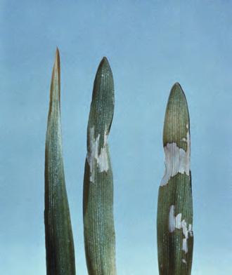 N Bildene viser Svovel-mangel til høyre, mens plantene til venstre er friske. Yara Yara Kalium Kalium Kalium Potassium Mangel opptrer oftest på lette jordarter.
