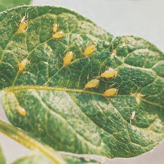 Symptomer på potetplanta kan være at enkeltstengler eller blad på halve stengelen visner først. Knoller under slike ris kan ha en lys brun ring i karstrengen.