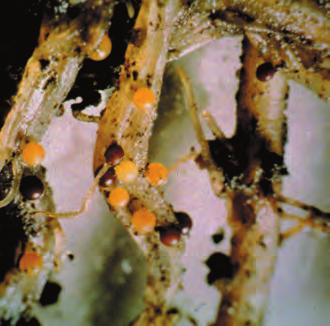 Insekt og nematoder Egg legges i jorda. Larvene lever på flere ulike planter og gnager på bladene lengst nede mot bakken.