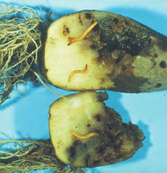 Potetråtenematode Kartoffelrådnematode Rötnematod Potato stem celworm Insekt og nematoder Ditylenchus destructor Sjukdommer og skade på potet Symptom Potetråtenematoden er en farlig skadegjører på ca.