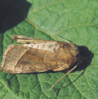 Stengelfly lever også på flere ugrasarter, særlig høymole (syre). Agersnegl Åkersnigel Field slug Symptom I fuktige år kan sneglen gnage dype groper i knollene. De kan også gnage hull i bladverket.