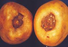I visse tilfelle kan sjukdommen også skade plantene i vekstsesongen. Svartskurv sees som små svarte prikker som så vidt er synlige med det blotte øyet.
