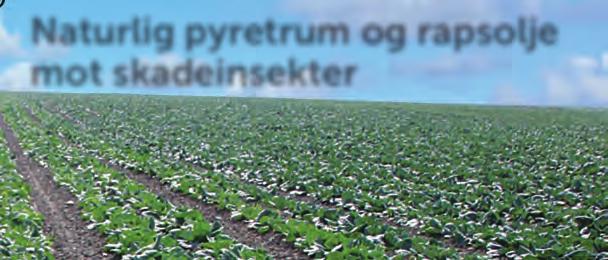 seg inn i og benytte de generelle prinsipper for integrert plantevern (IPV). Integrert plantevern omfatter alle tilgjengelige metoder som bekjemper/begrenser skadegjørerne på plantene.