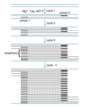 3," Principles and technical aspects of PCR amplification"1) Ved konvensjonell PCR kjører man først 35-40 sykler før det gjøres en endepunkts-pcr med gelelektroforese etter reaksjonen er ferdig.