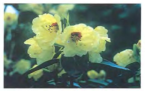 lst-formcn av Rhododendron wardii var. wardii I kulrur pa Minde, Bergen. Fo,o: G. Gilberg;. blomstring. Var. puralbum ble cidligere regner som egen art.