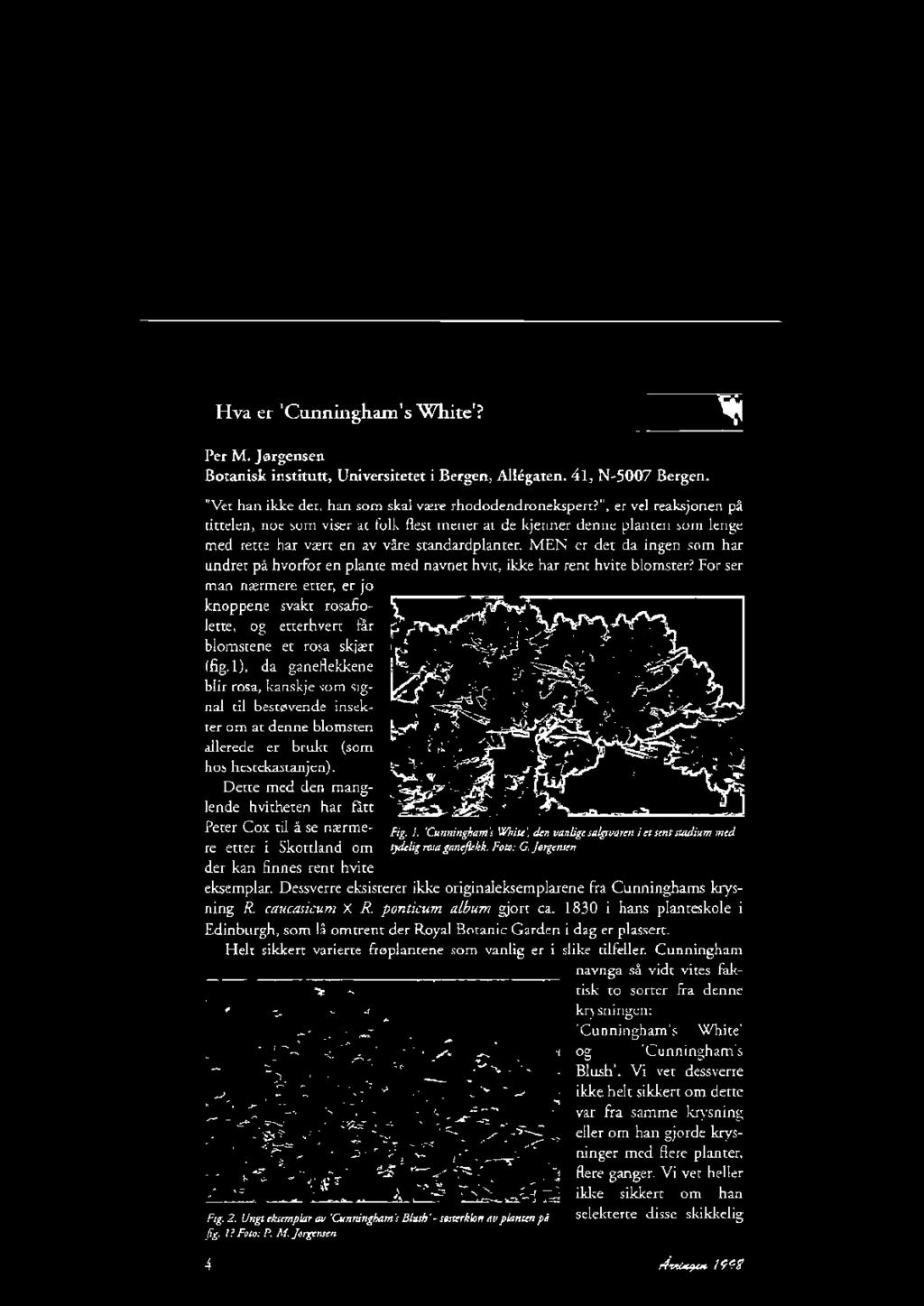 Hva er 'Cunningham's White'? Per M. J0rgensen Botanisk institutt, Universitetet i Bergen, Allegaten. 41, N-5007 Bergen. "Ver han ikke dee, hansom skal vrere rhododendronekspen?