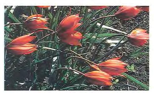 Foro: Forfanaren. Tulipa orphanicka. Poto: Forfattaren. Tulipa orphanidea Heldr. (mer Theodoros Georgios Orphanides, gresk bocanikar). Variabel arc som i nyare sysremacikk inkluderer T. hageri og T.