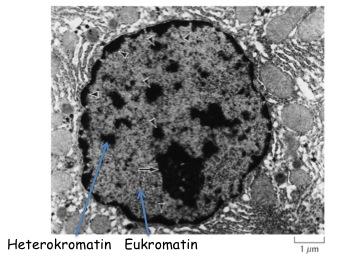 Heterkromatin inneholder N fra bakterier. et er ingen forskjell mellom eukromatin og heterkromatin, begge deler er kromatin. Eukromatin blir oftest ikke transkribert.