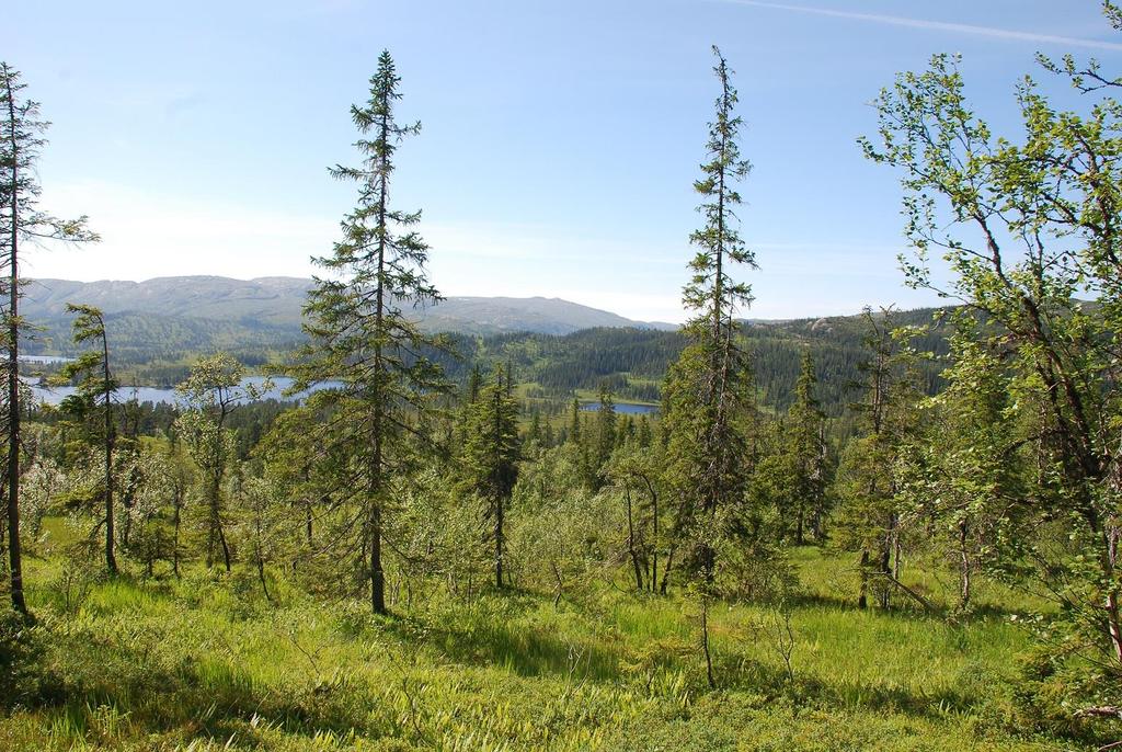 Skjøtselsplan for Hattmoenget og Korsnesmyra, slåttemyr, Høylandet kommune, Nord- Trøndelag fylke.