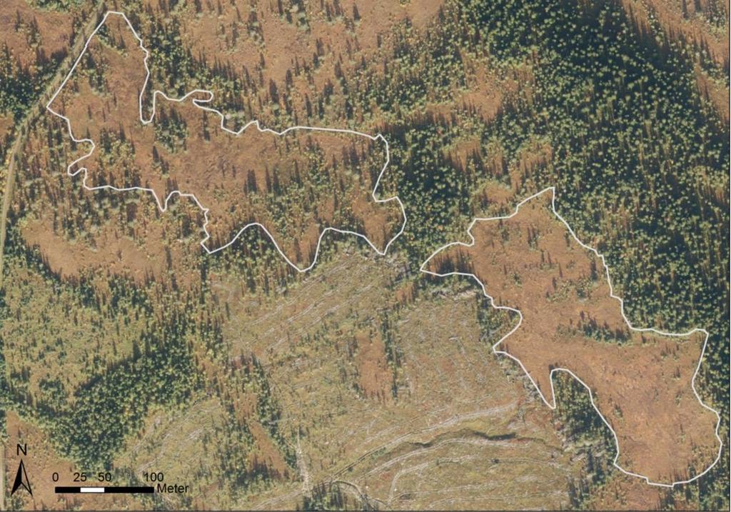 Kart over Hattmoenget og Korsnesmyra Avgrensing av potensielt skjøtselsareal på Hattmoenget (venstre) og Korsnesmyra