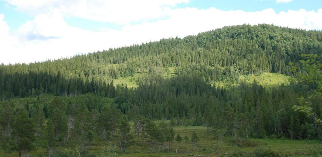 Skjøtselsplan for Åsenget og Rosåsenget, slåttemyr, Høylandet kommune, Nord- Trøndelag fylke. OVERSIKTSBILDE Rosåsen med Heisjan (1). Deler av Rosåsenget (2) midt i bildet innunder Rosåsen.