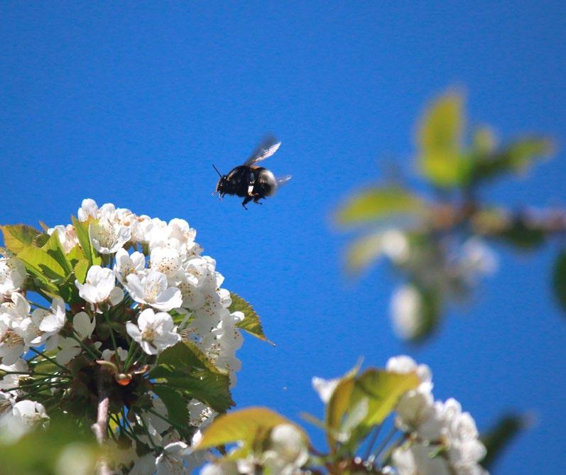 Departementa Strategi Nasjonal pollinatorstrategi Ein strategi