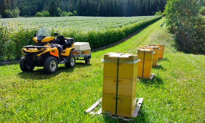 Ettersyn av bier på pollineringsoppdrag i bringebærfelt. Foto: Marco Neven Jordbruk Pollinatorar er viktige for jordbruket.