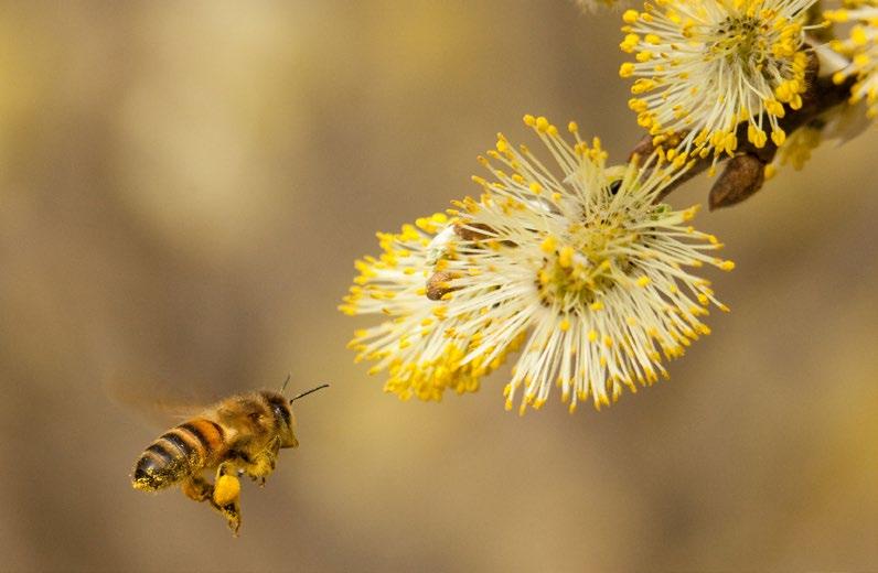 Seljetre er ei viktig matkjelde for pollinatorar tidleg om våren.