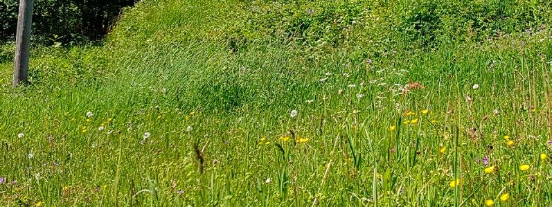 Samandrag Strategien peiker ut tre innsatsområde for å nå målet om å sikre levedyktige bestandar av villbier og andre pollinerande insekt for å oppretthalde pollinering i matproduksjon og naturlege