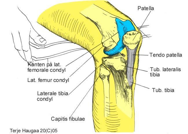 6. Palpasjonsanatomi av kne. 6.1 Kneets palpasjonsstrukturer T. Haugaa Fig 104.