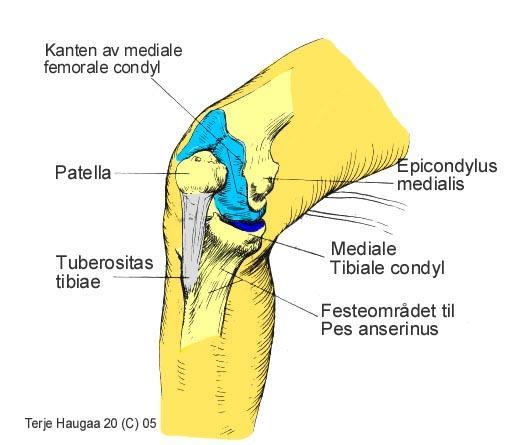 6.8 Kneets strukturer fra antromedial side T. Haugaa Fig 111.