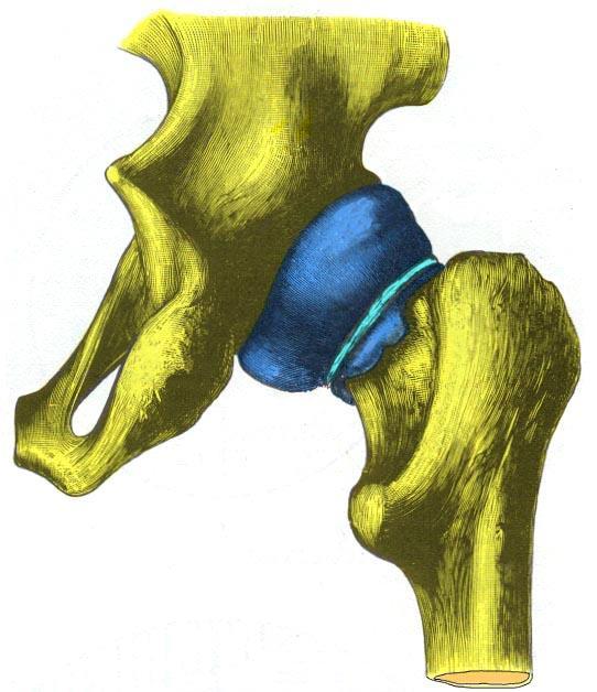 7.3 Synovialhinnen i hofta Spinea ischiadica Membrana synovialis Trochanter major Zona orbicularis Trochanter minor T.