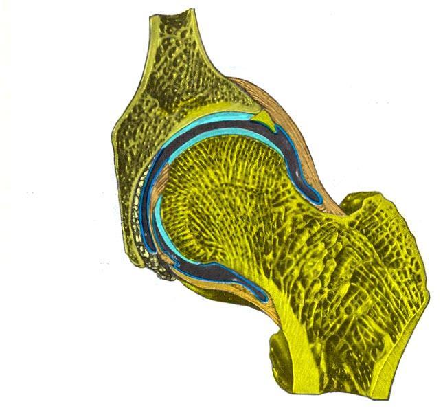 7.4 Sagitalt snitt i hofta Hyalinbrusk Labrum acetabulare Lig. Capitis femoris Fiberkapsel Fettvev Lig. transversum acetabulare Fiberkapsel T. Haugaa Fig 128.