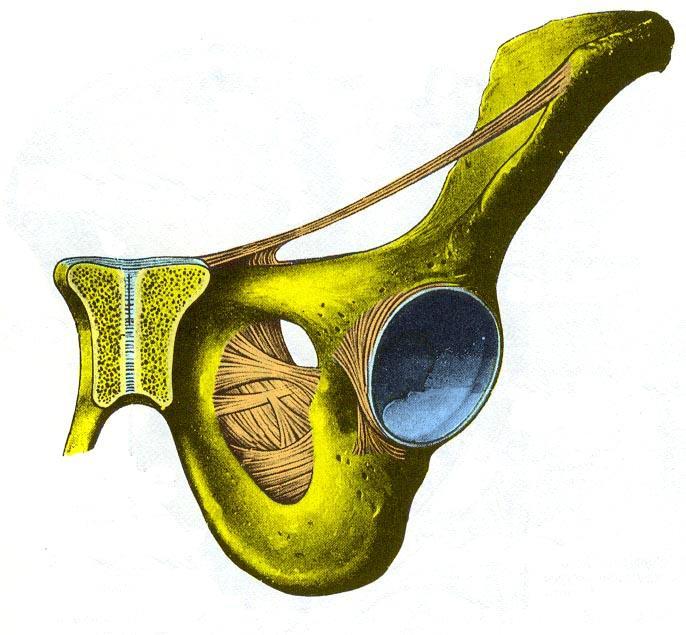 7.6 Ligamenter i bekkenet forfra Lig. iguinal Lig. lacunar Disco interpubica Labrum acetabulare Lig. transversum acetabuli Membrana obturatoria T.