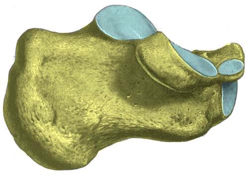 1.6 Venstre os calcaneus sett fra medialsiden Facies articularis talaris posterior Facies articularis talaris media Facies articularis talaris