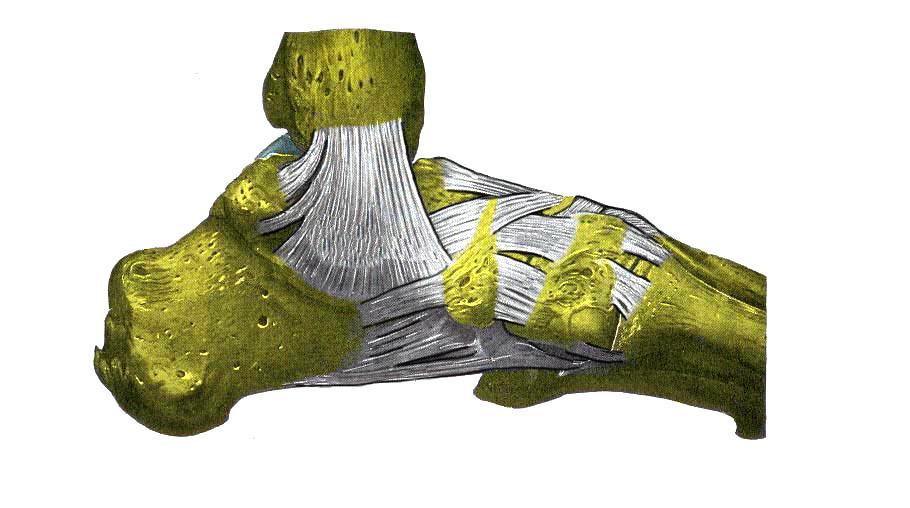 2. Fotens ligamenter 2.1 Ligamenter venstre fot sett fra mediale side *Lig. Tibiotalaris posterior Lig. Talonaviculare Lig. Cuneonavicularia dorsalia *Lig.