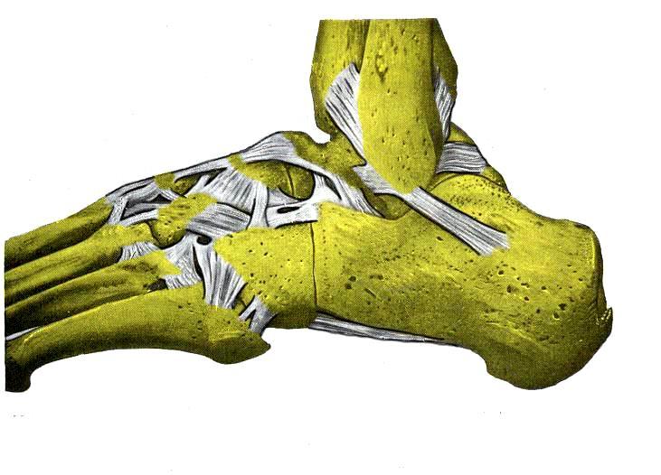 2.2 Ligamenter venstre fot sett fra laterale side Lig. Talonaviculare Lig. Talofibulare anterius Lig. Talofibulare posterius Lig. Cuneonaviculare dorsalia Lig. Cuneocuboideum dorsalis Lig.