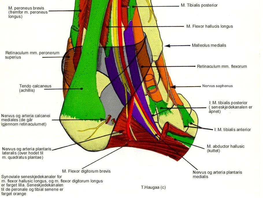 3. Fotens retinaculum 3.