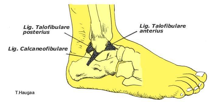 4.33 Laterale ligamenter med utspring fra os fibula T. Haugaa Fig 065.