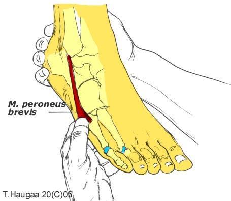 4.35 Musculus peroneus brevis T. Haugaa Fig 067.