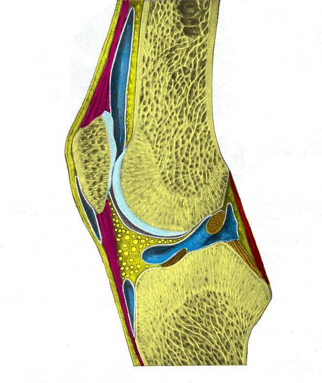 5. Kneets anatomi og palpasjonsanatomi. 5.1 Kneets anatomiske faktorer Tendo qadriceps Bursae suprapatellaris Bursae subcutanea prepatellaris Corpus adiposum infrapatellare Fiberkapsel Lig.