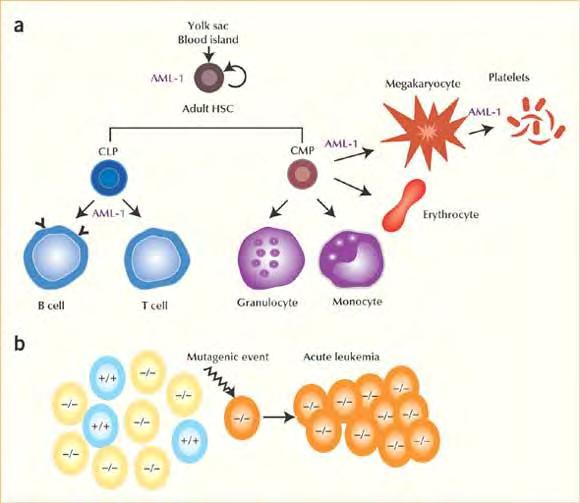 Hematopoietisk stamcelle