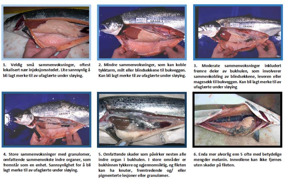 Figur 8-2. Morfologisk skåresystem for diagnostikk og klassifisering av katarakt hos laks. Tekst gjengitt fra Wall, T. & Bjerkås, E. 1999, A simplified method of scoring cataracts in fish.