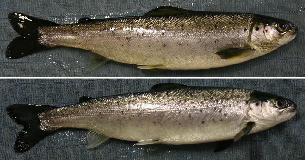 Figur 3.2.8-1. Øvre bilde: En laks som ikke er ordentlig smoltifisert, som kan sees på gulaktig farge på gjellelokkene og området rundt brystfinnen. Nedre bilde: En helt smoltifisert laks.