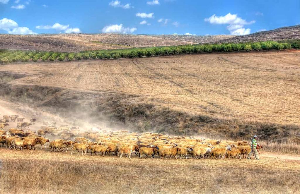 קידום אנרגיה מרוח הבנק מימן את פרויקט הרוח הראשון מסוגו בארץ ברמת סירין ובמעלה גלבוע בהיקף של כ- 21 מגוואט. בנוסף, מונה הבנק להוביל את המימון בפרויקט "עמק הבכא" בהיקף של 102 מגוואט.