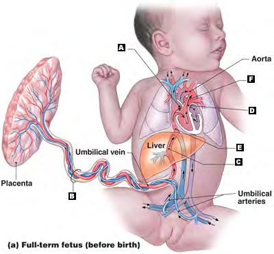 The O 2 supply is dependent on Fetal Circulation shunt based :the most the O 2 -rich blood to the heart and brain 65% O 2 saturation 55% Kiserud T et al Prenatal Diagnosis 2004;24:1049- v.