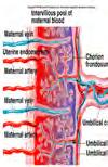 com 85 % 35 % Ductus venosus- Foramen ovale Ductus arteriosus http://www.embryology.ch/anglais/pcardio/umstellung01.