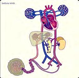 Acid-bases values in the healthy term fetus before birth, neonates after birth, along with the adult values for comparison Fetus Umbilical vein 1 Umbilical cord artery Umbilical cord vein Adults 4 ph