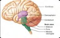 This brainstem-sparing model protects the respiratory and vasomotor centers BehrmanRE, et al.