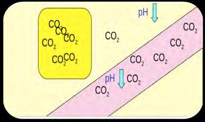 Utvikling av respiratorisk acidose CO 2 = ph Acidose men ikke hypoksi