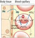 er kompensatoriske mekanismer Bikarbonat (HCO 3 ) Hemoglobin (Hb)